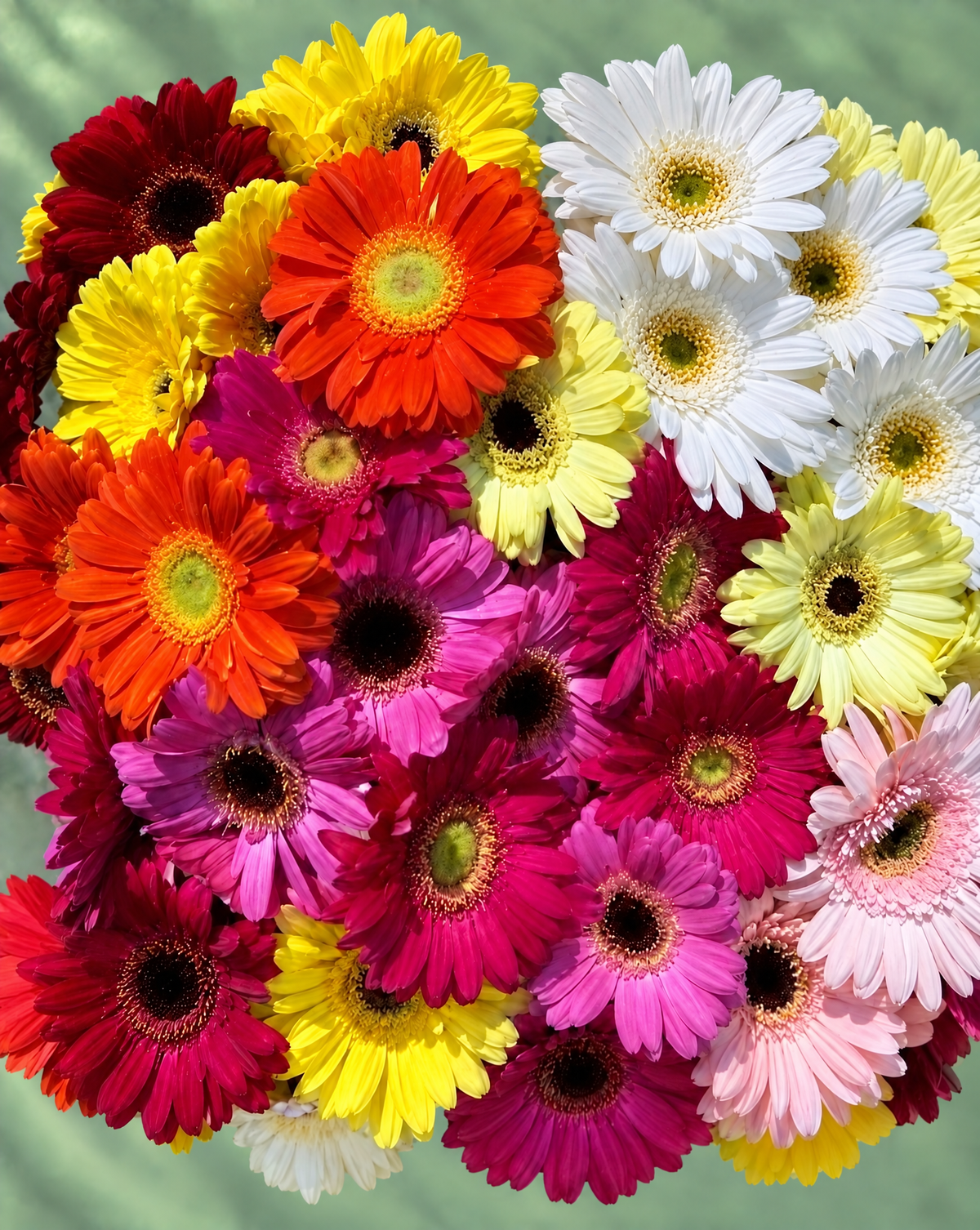 Gerbera Bunch