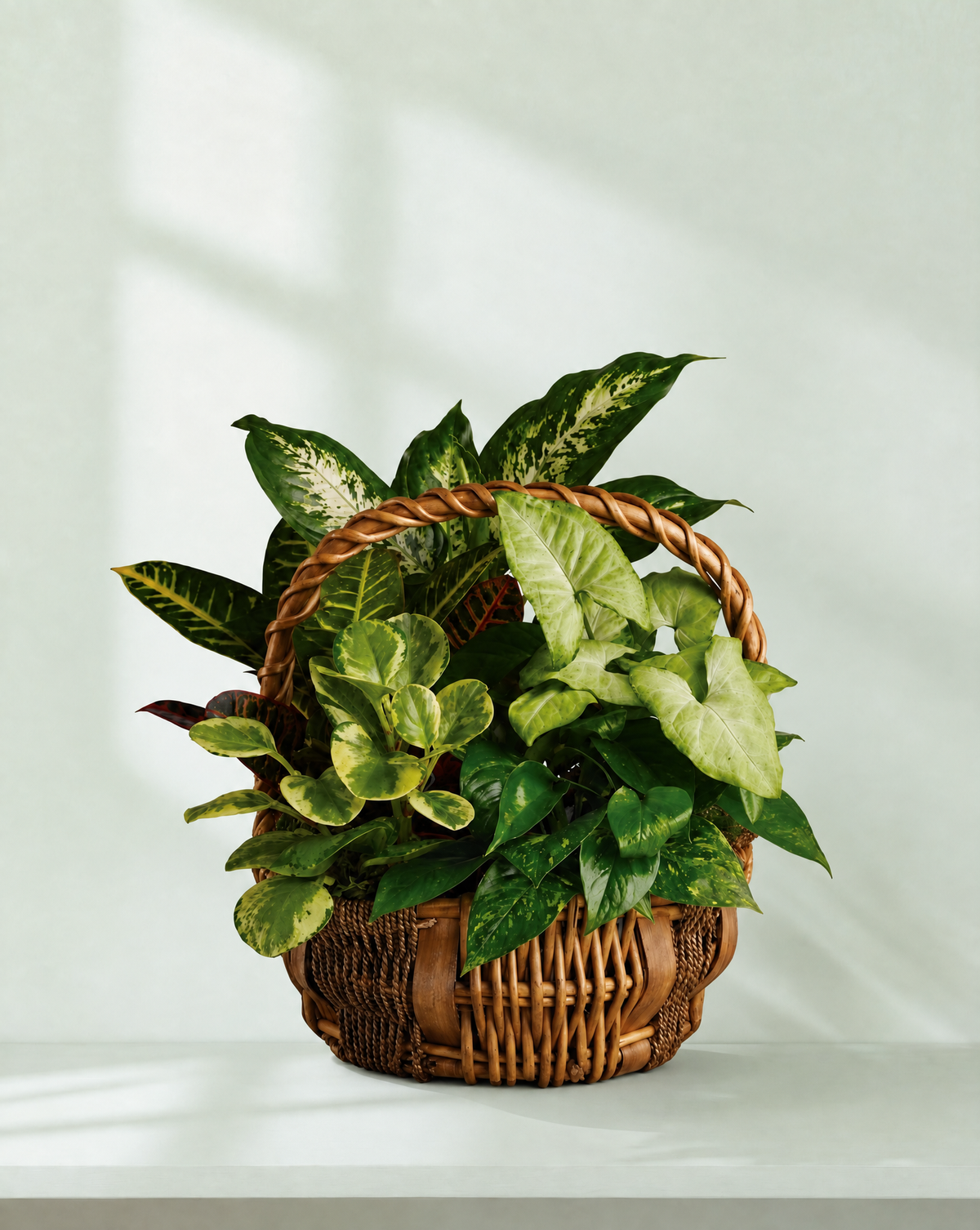 Tropical Plant Medley