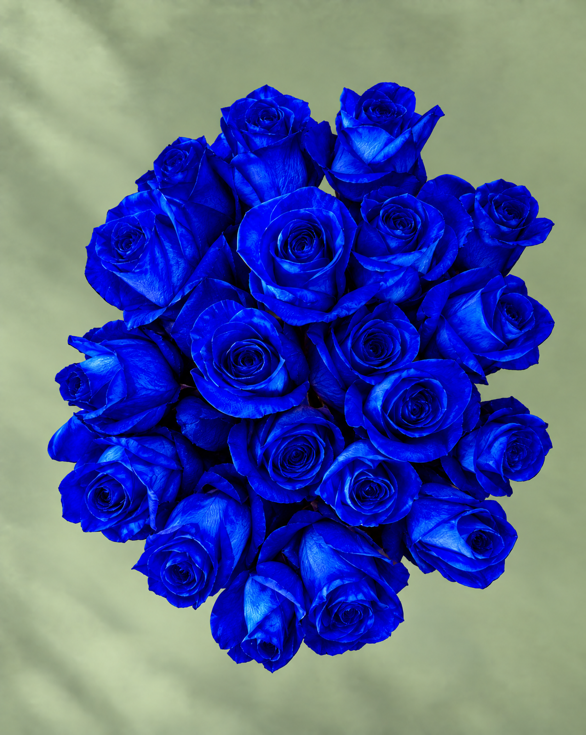 Blue Roses