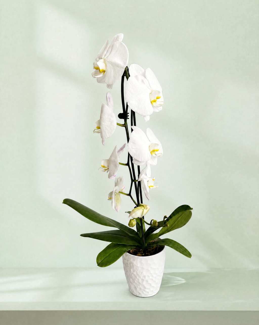 Premium Orchid